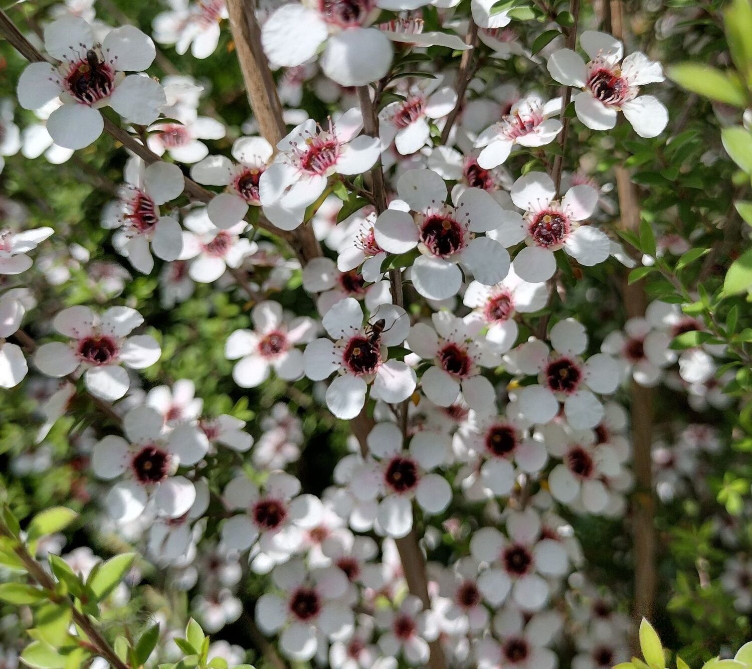 Leptospermum grandiflorum - Autumn Tea Tree, Large-flowered Tea Tree - Image 10