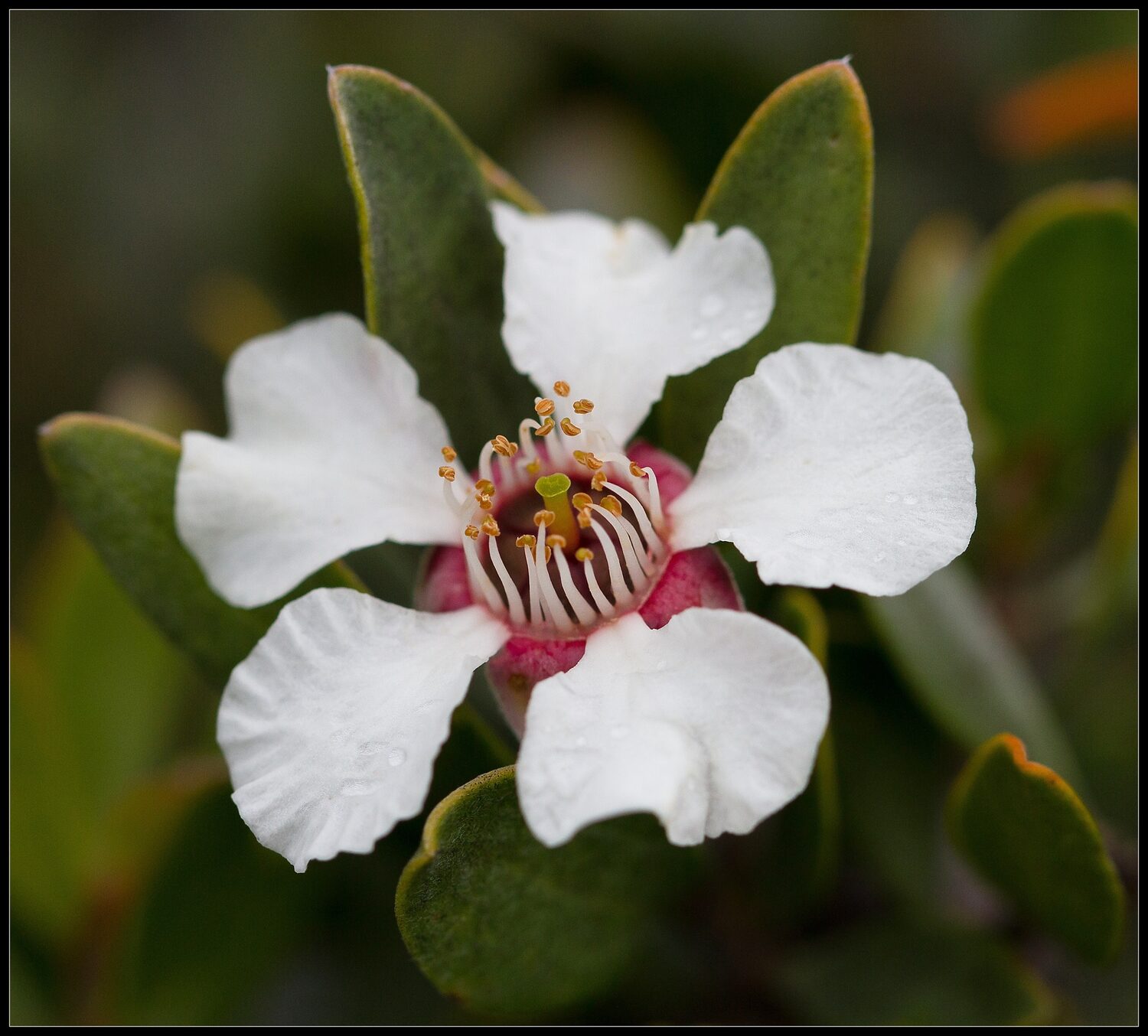Leptospermum grandiflorum - Autumn Tea Tree, Large-flowered Tea Tree - Image 13