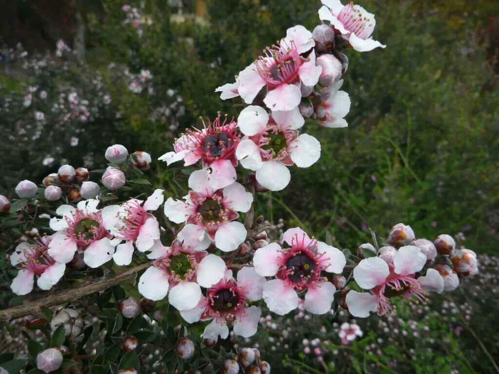 Leptospermum grandiflorum - Autumn Tea Tree, Large-flowered Tea Tree - Image 14