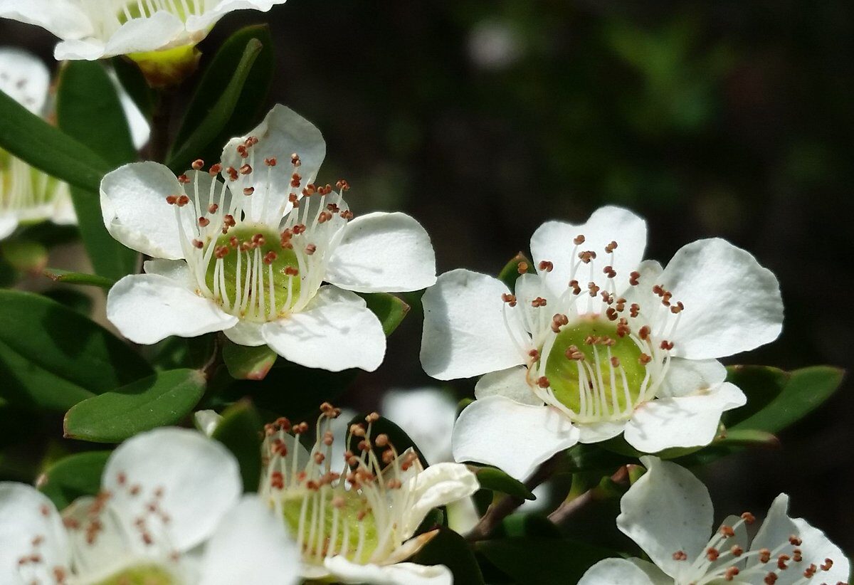 Leptospermum polygalifolium - Copper Tantoon, Jelly Bush