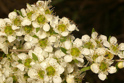 Leptospermum polygalifolium - Copper Tantoon, Jelly Bush - Image 2