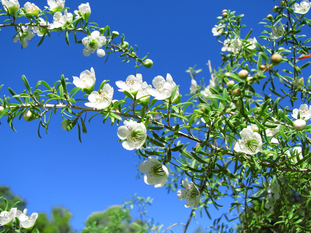 Leptospermum polygalifolium - Copper Tantoon, Jelly Bush - Image 3