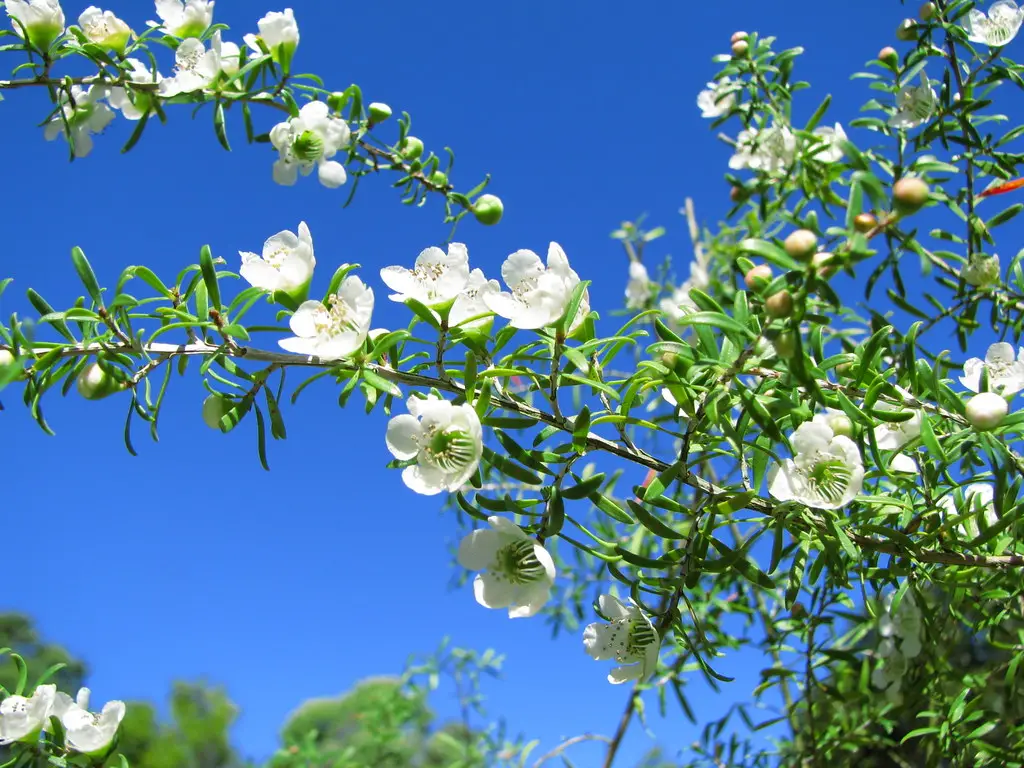 Leptospermum polygalifolium - Copper Tantoon, Jelly Bush - Image 3