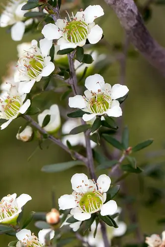 Leptospermum polygalifolium - Copper Tantoon, Jelly Bush - Image 4