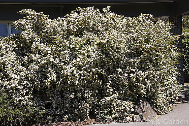 Leptospermum polygalifolium - Copper Tantoon, Jelly Bush - Image 5