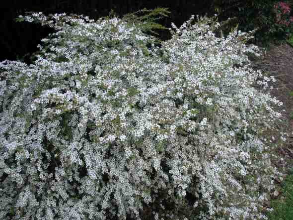 Leptospermum polygalifolium - Copper Tantoon, Jelly Bush - Image 6