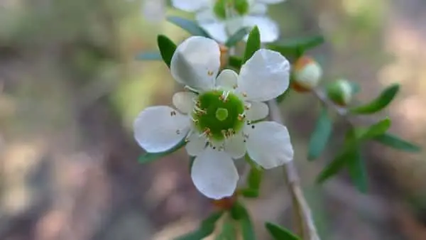 Leptospermum polygalifolium - Copper Tantoon, Jelly Bush - Image 7