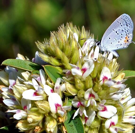 Lespedeza capitata - Lespedeza l, round-head lespedeza, rabbit foot, dusty-clover, rabbit foot plant