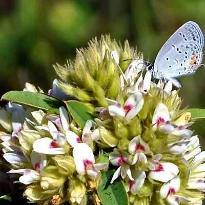 Lespedeza capitata - Lespedeza l, round-head lespedeza, rabbit foot, dusty-clover, rabbit foot plant