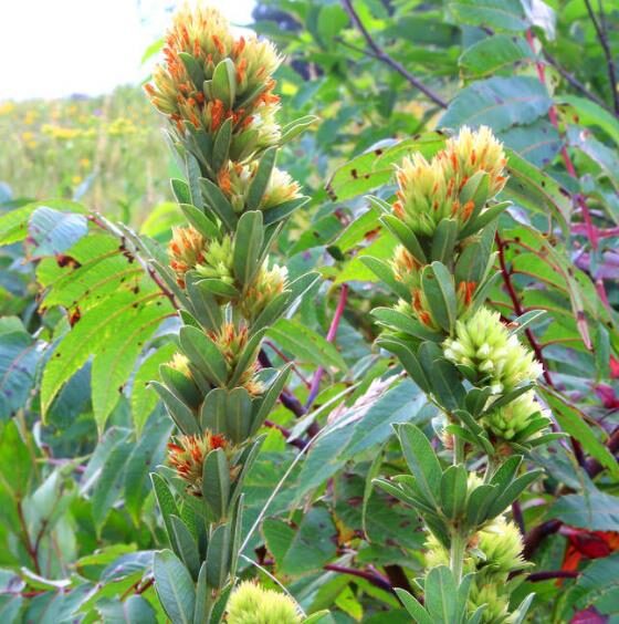 Lespedeza capitata - Lespedeza l, round-head lespedeza, rabbit foot, dusty-clover, rabbit foot plant - Image 2