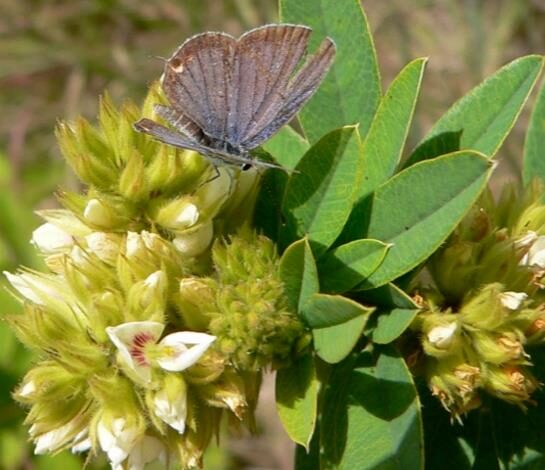 Lespedeza capitata - Lespedeza l, round-head lespedeza, rabbit foot, dusty-clover, rabbit foot plant - Image 4