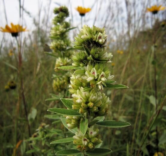 Lespedeza capitata - Lespedeza l, round-head lespedeza, rabbit foot, dusty-clover, rabbit foot plant - Image 6