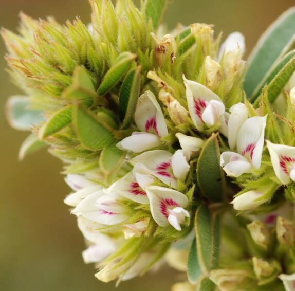 Lespedeza capitata - Lespedeza l, round-head lespedeza, rabbit foot, dusty-clover, rabbit foot plant - Image 7