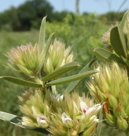 Lespedeza capitata - Lespedeza l, round-head lespedeza, rabbit foot, dusty-clover, rabbit foot plant - Image 9