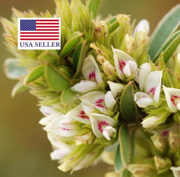 Lespedeza capitata - Lespedeza l, round-head lespedeza, rabbit foot, dusty-clover, rabbit foot plant - Image 10