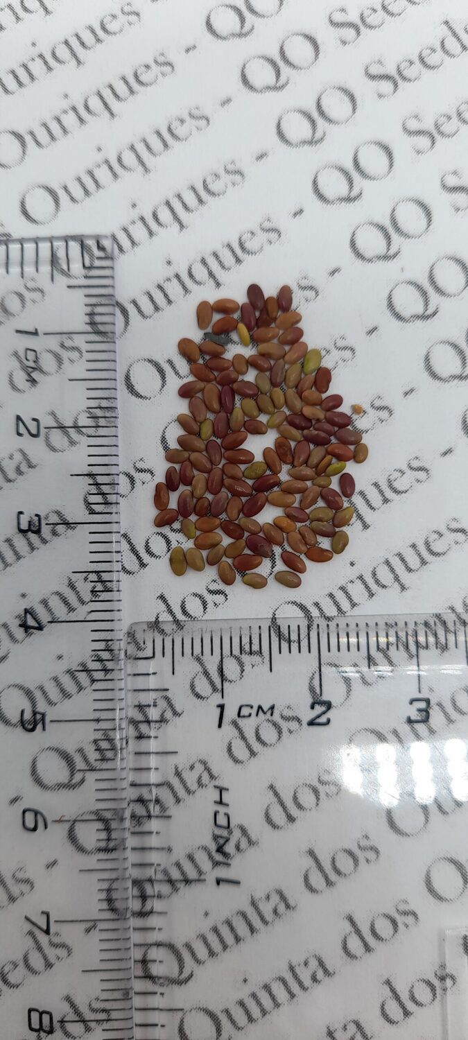 Lespedeza capitata - Lespedeza l, round-head lespedeza, rabbit foot, dusty-clover, rabbit foot plant - Image 11