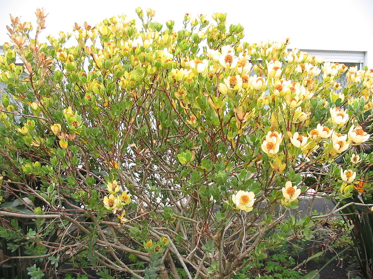 Leucadendron discolor - Pom Pom, Piketberg Conebush, Gold Flame Tips, Red Conebush - Image 2