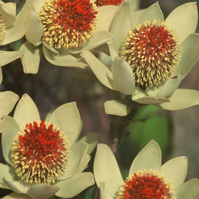 Leucadendron discolor - Pom Pom, Piketberg Conebush, Gold Flame Tips, Red Conebush