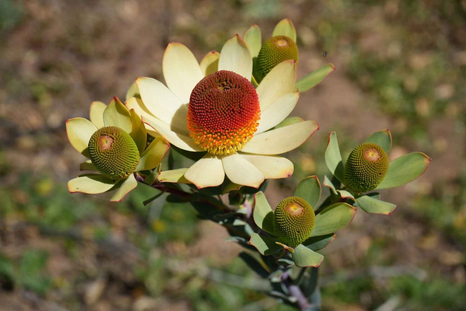 Leucadendron discolor - Pom Pom, Piketberg Conebush, Gold Flame Tips, Red Conebush - Image 3