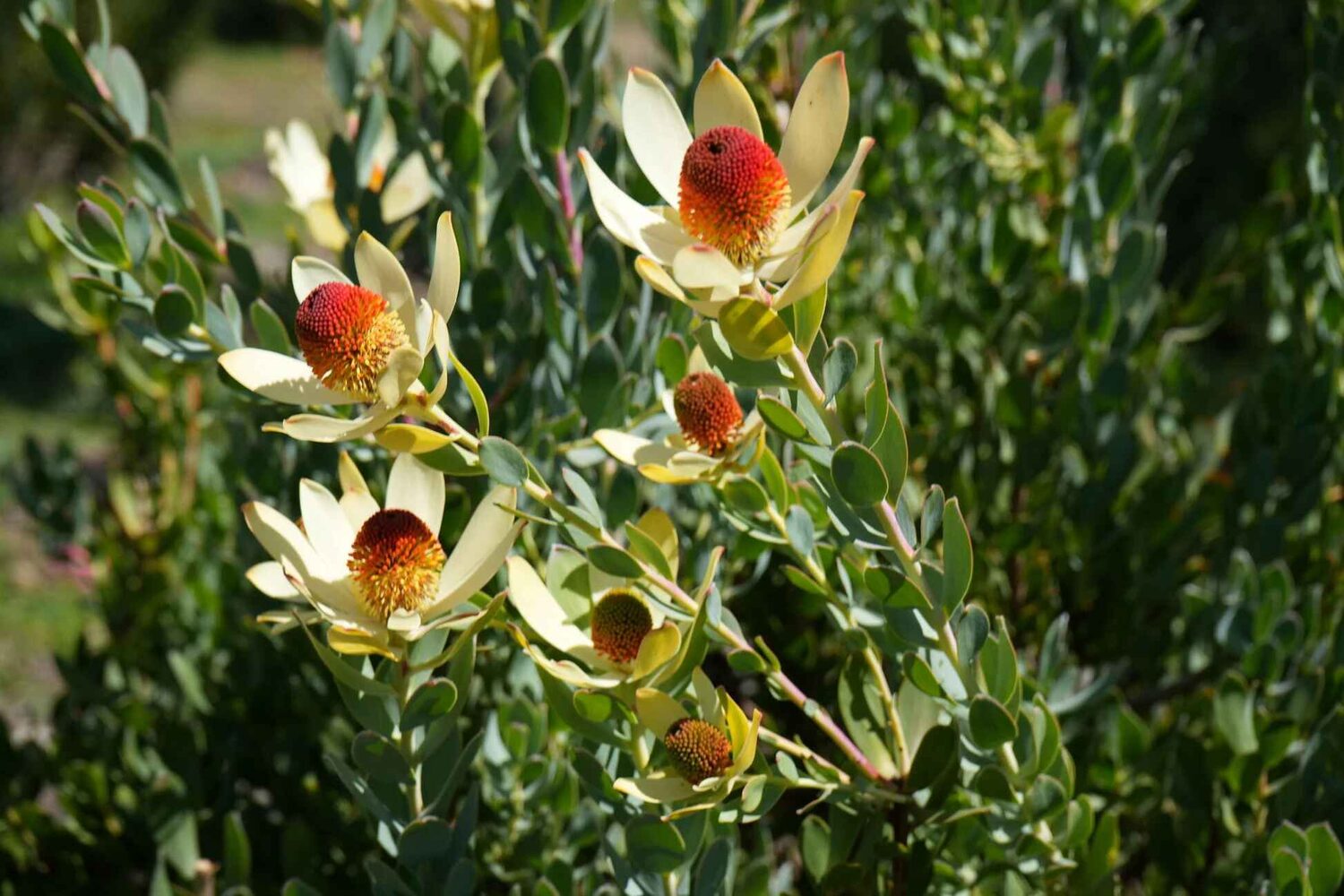 Leucadendron discolor - Pom Pom, Piketberg Conebush, Gold Flame Tips, Red Conebush - Image 4