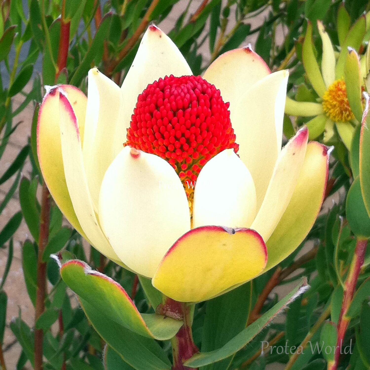 Leucadendron discolor - Pom Pom, Piketberg Conebush, Gold Flame Tips, Red Conebush - Image 5