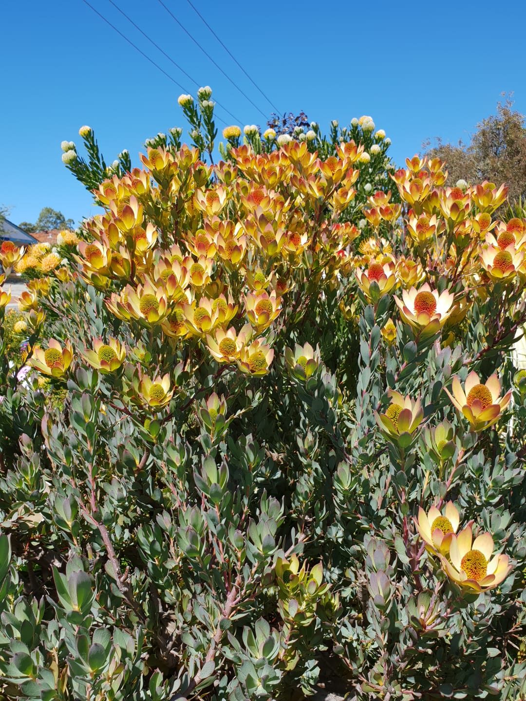 Leucadendron discolor - Pom Pom, Piketberg Conebush, Gold Flame Tips, Red Conebush - Image 6