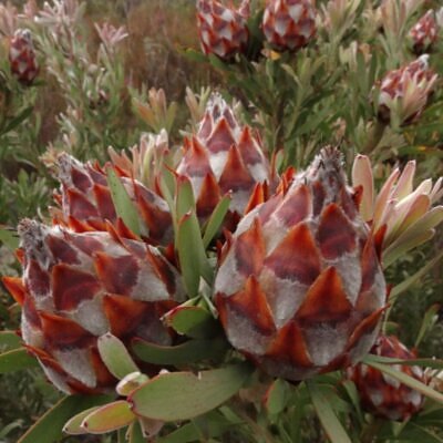 Leucadendron rubrum - Spinning Top Conebush, Waretolbos