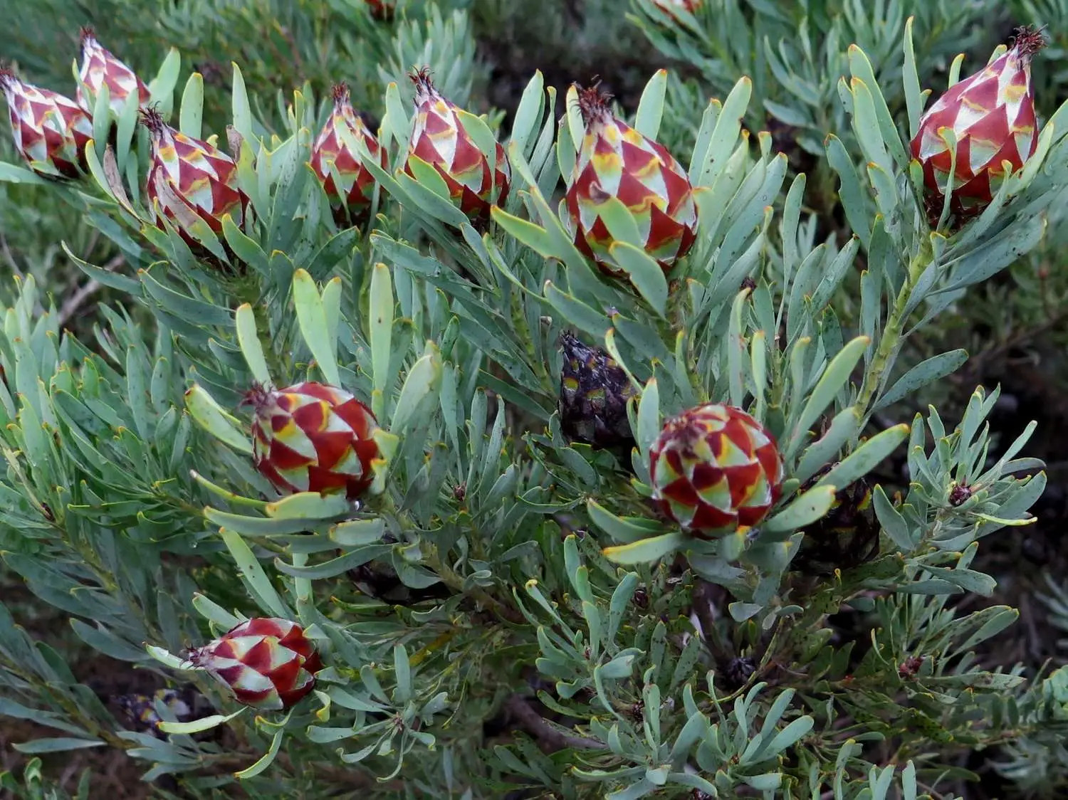 Leucadendron rubrum - Spinning Top Conebush, Waretolbos - Image 3