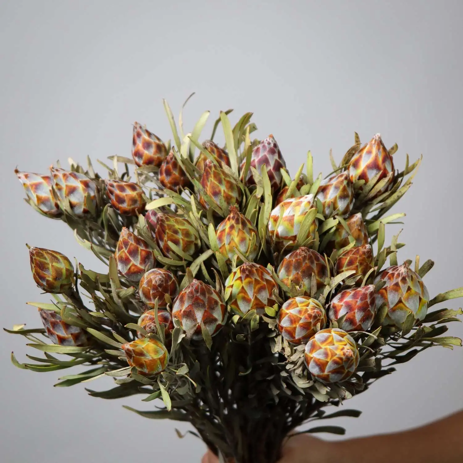 Leucadendron rubrum - Spinning Top Conebush, Waretolbos - Image 4