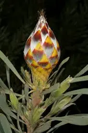 Leucadendron rubrum - Spinning Top Conebush, Waretolbos - Image 5