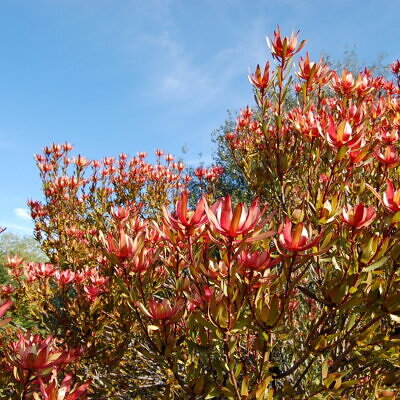 Leucadendron salignum - Common Sunshine Conebush, Yellow Conebush, Willow Conebush, Geelbos