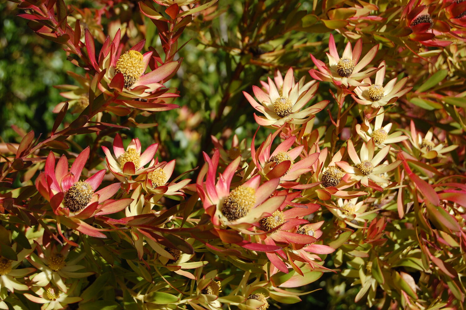Leucadendron salignum - Common Sunshine Conebush, Yellow Conebush, Willow Conebush, Geelbos - Image 2