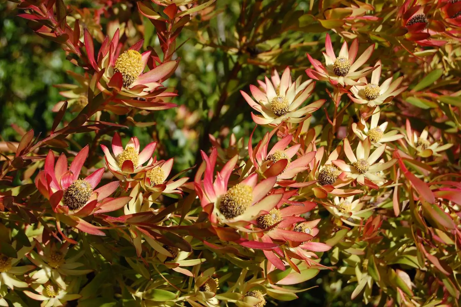 Leucadendron salignum - Common Sunshine Conebush, Yellow Conebush, Willow Conebush, Geelbos - Image 2