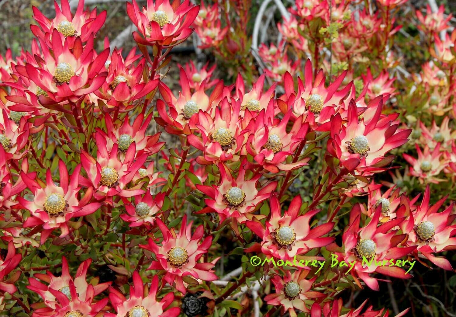 Leucadendron salignum - Common Sunshine Conebush, Yellow Conebush, Willow Conebush, Geelbos - Image 3