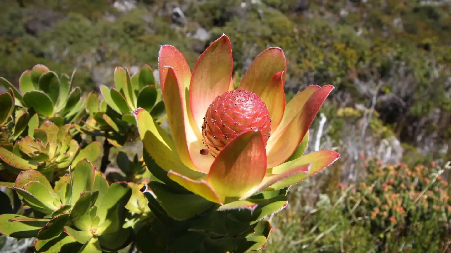 Leucadendron strobilinum - Peninsula Conebush, Summer Sun Conebush - Image 4
