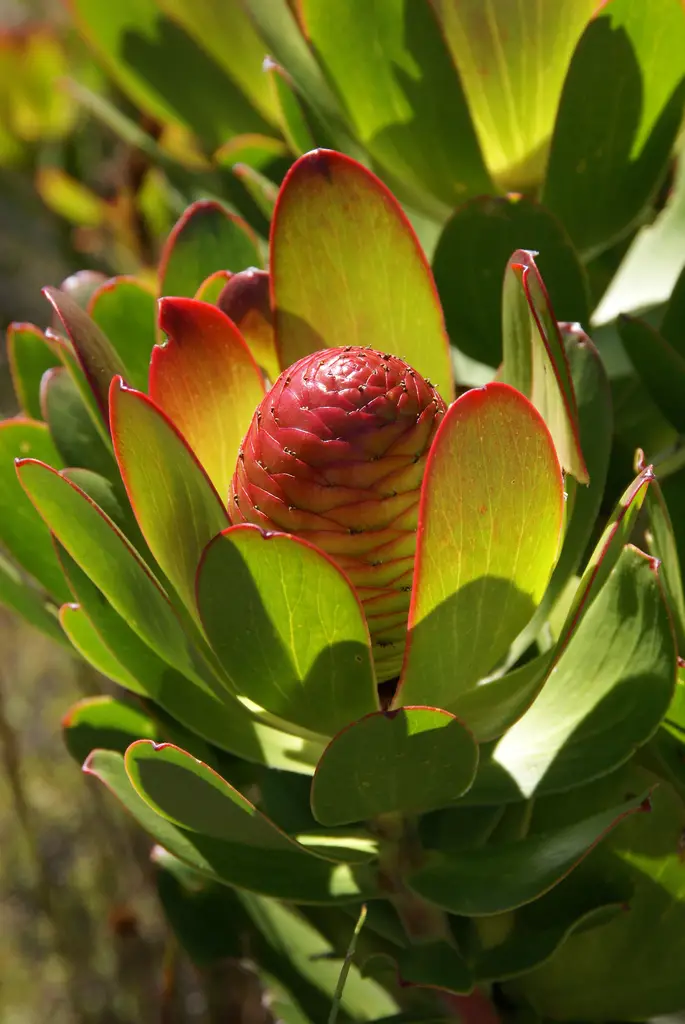 Leucadendron strobilinum - Peninsula Conebush, Summer Sun Conebush - Image 5