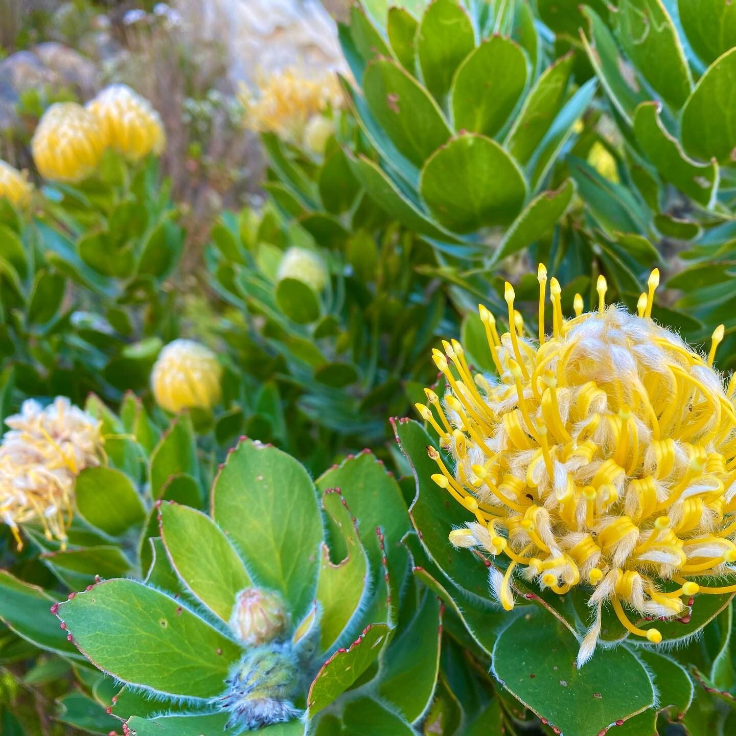Leucospermum conocarpodendron - Tree Pincushion, Grey Tree Pincushion, Goudsboom - Image 2