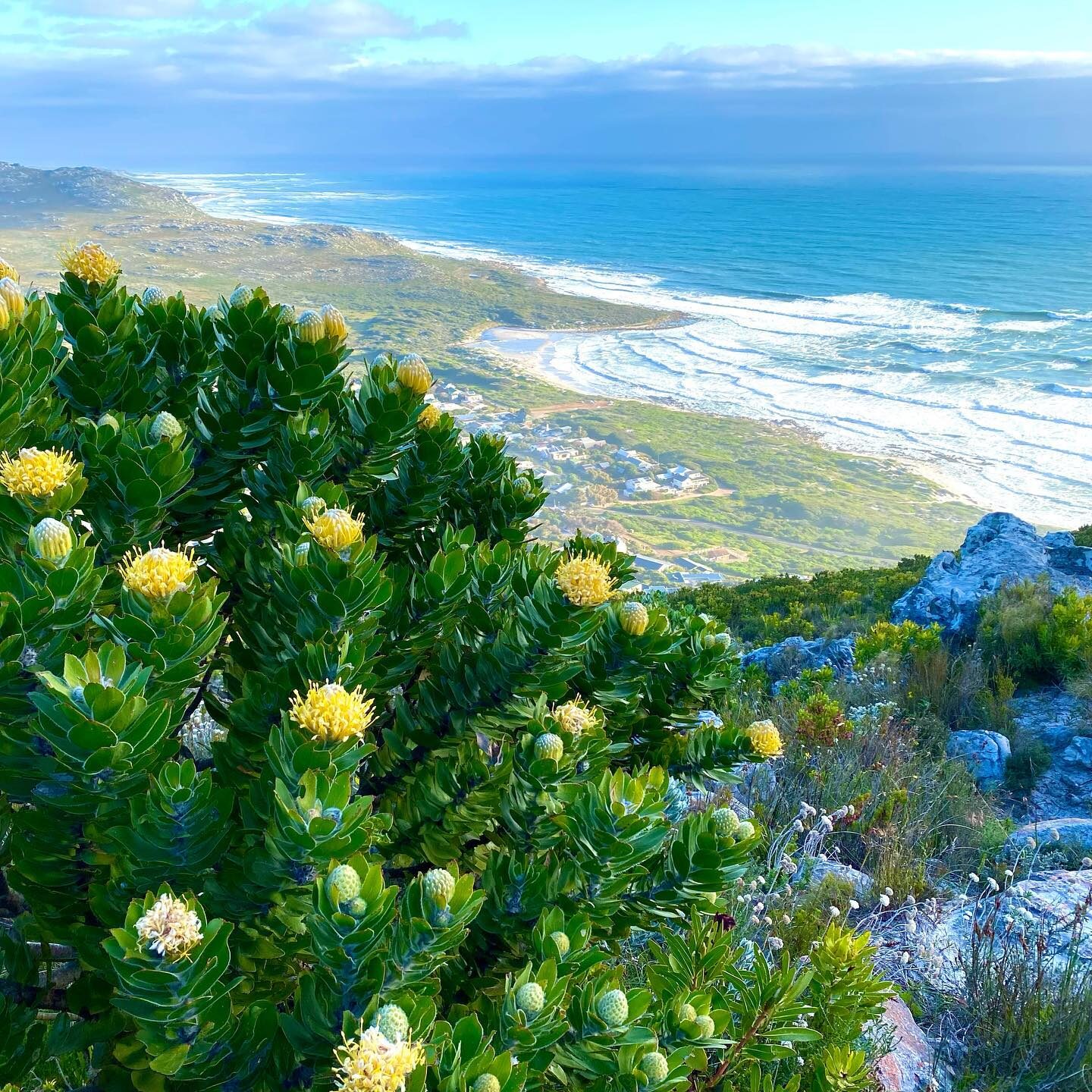 Leucospermum conocarpodendron - Tree Pincushion, Grey Tree Pincushion, Goudsboom - Image 3