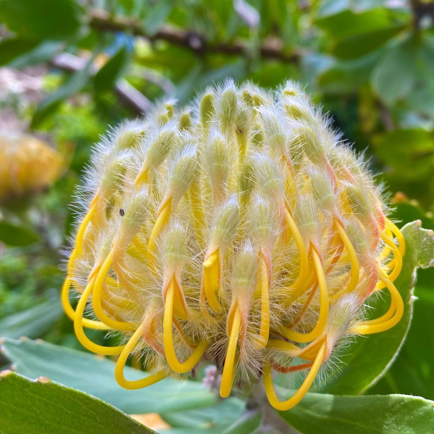 Leucospermum conocarpodendron - Tree Pincushion, Grey Tree Pincushion, Goudsboom - Image 4