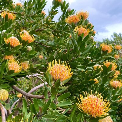 Leucospermum conocarpodendron - Tree Pincushion, Grey Tree Pincushion, Goudsboom