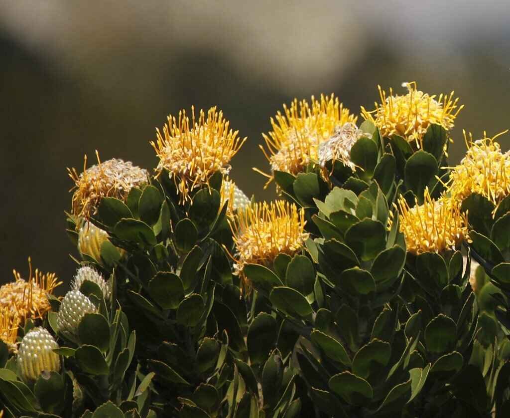 Leucospermum conocarpodendron - Tree Pincushion, Grey Tree Pincushion, Goudsboom - Image 7