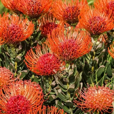 Leucospermum cordifolium - Nodding Pincushion, Pincushion Protea
