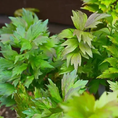Levisticum officinale - Levistico, liveche, lovage, maggi herb, ligustic leaves