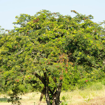 Libidibia coriaria / Caesalpinia coriaria / Poinciana coriaria - Divi-Divi, Cascalote, Guaracabuya, Guatapana, Nacascol, Tan Yong