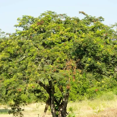 Libidibia coriaria / Caesalpinia coriaria / Poinciana coriaria - Divi-Divi, Cascalote, Guaracabuya, Guatapana, Nacascol, Tan Yong