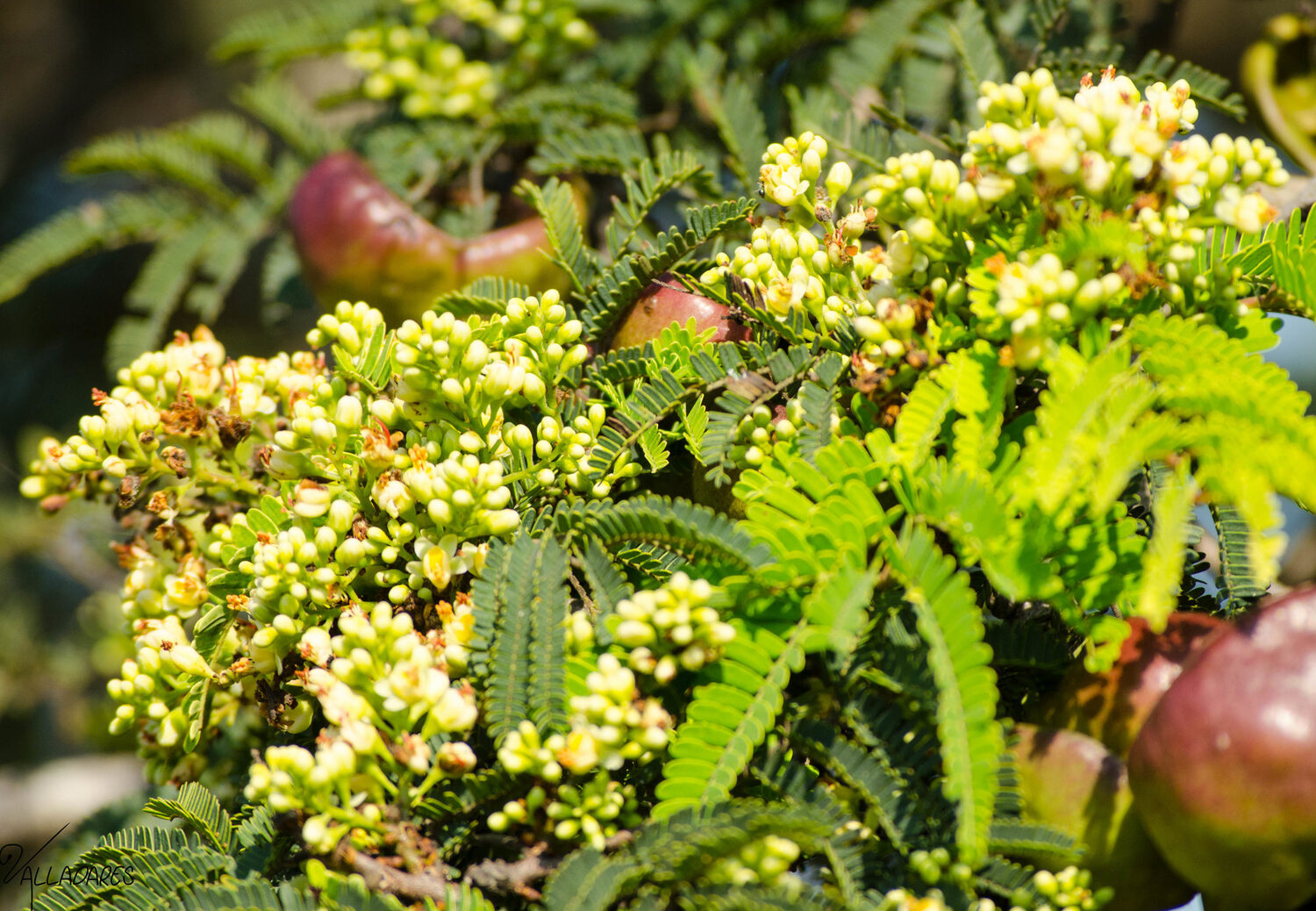 Libidibia coriaria / Caesalpinia coriaria / Poinciana coriaria - Divi-Divi, Cascalote, Guaracabuya, Guatapana, Nacascol, Tan Yong - Image 2
