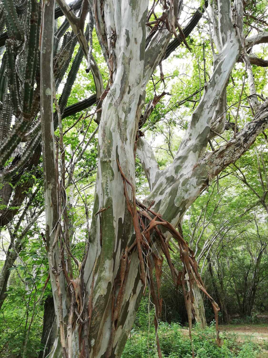 Libidibia coriaria / Caesalpinia coriaria / Poinciana coriaria - Divi-Divi, Cascalote, Guaracabuya, Guatapana, Nacascol, Tan Yong - Image 4