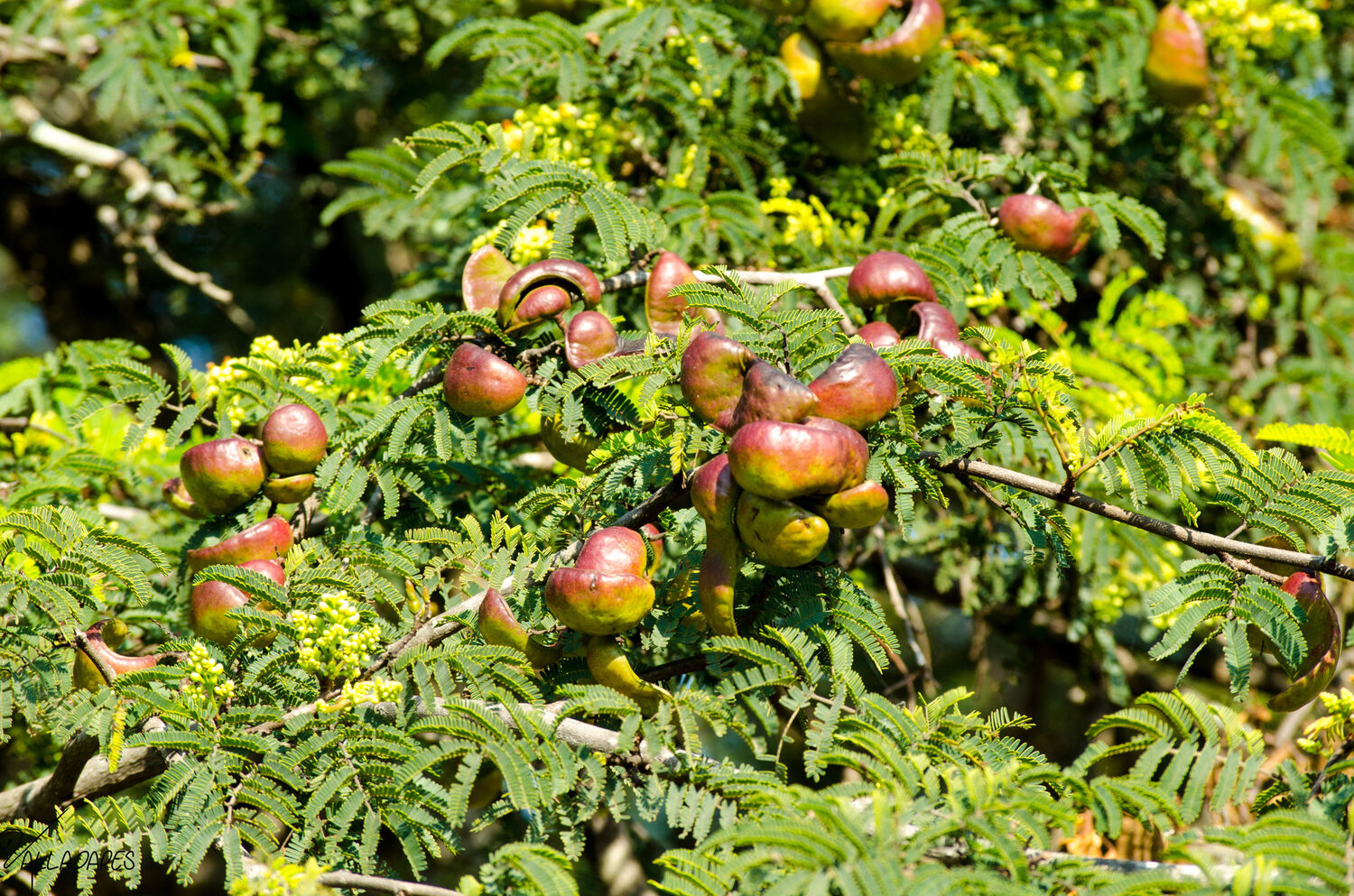 Libidibia coriaria / Caesalpinia coriaria / Poinciana coriaria - Divi-Divi, Cascalote, Guaracabuya, Guatapana, Nacascol, Tan Yong - Image 6