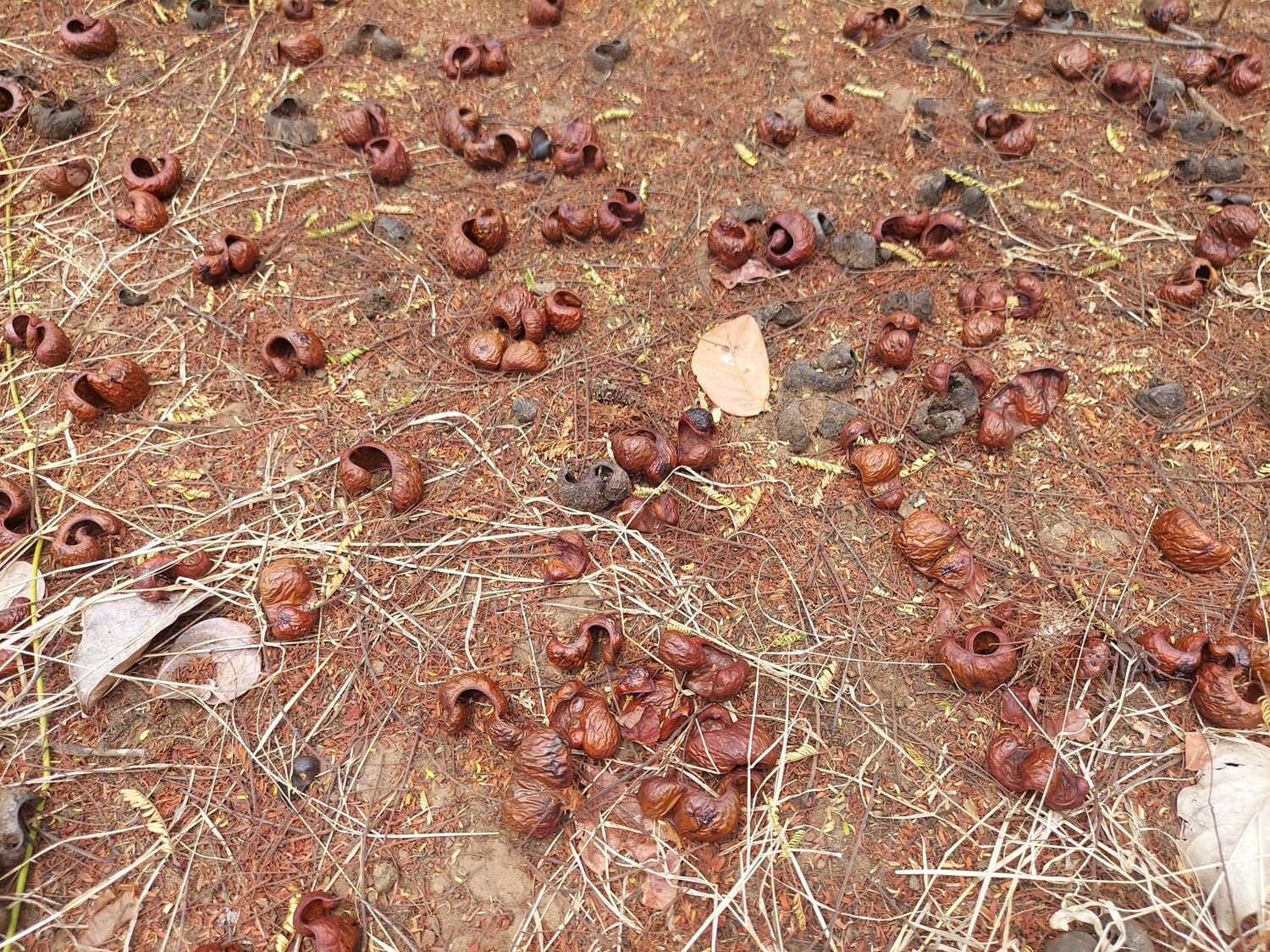 Libidibia coriaria / Caesalpinia coriaria / Poinciana coriaria - Divi-Divi, Cascalote, Guaracabuya, Guatapana, Nacascol, Tan Yong - Image 7