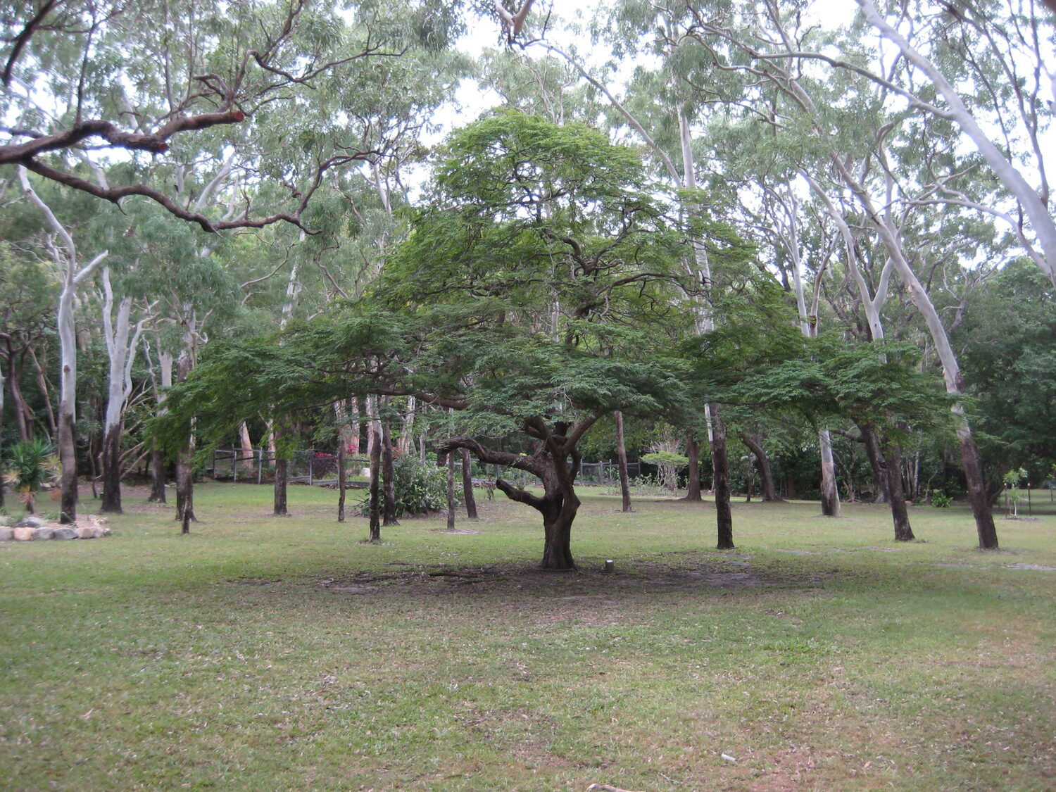 Libidibia coriaria / Caesalpinia coriaria / Poinciana coriaria - Divi-Divi, Cascalote, Guaracabuya, Guatapana, Nacascol, Tan Yong - Image 8